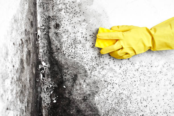 Best Crawl Space Mold Remediation  in Lyons, GA
